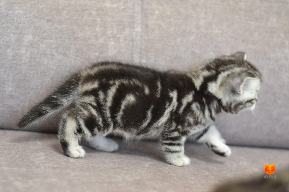 Шотландская кошка прямоухая