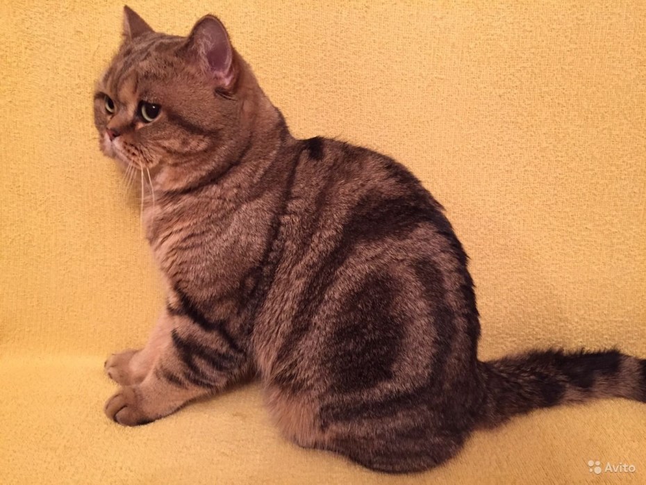 Шотландская кошка прямоухая