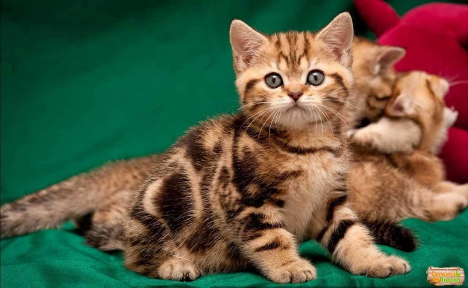 Шотландская вислоухая Песочная мраморная кошка