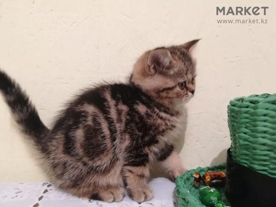 Скоттиш страйт кот мраморный