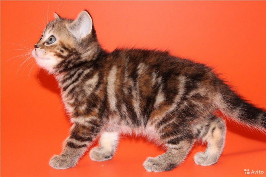 Персидский вислоухий кот мраморный