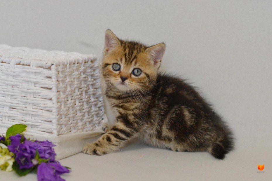 Котёнок шотландский полосатый 2 месяца Браун мрамор скоттиш страйт
