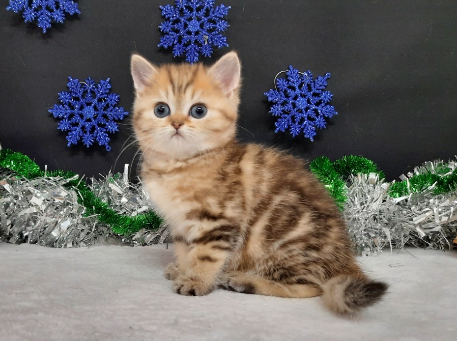 Британская кошка табби