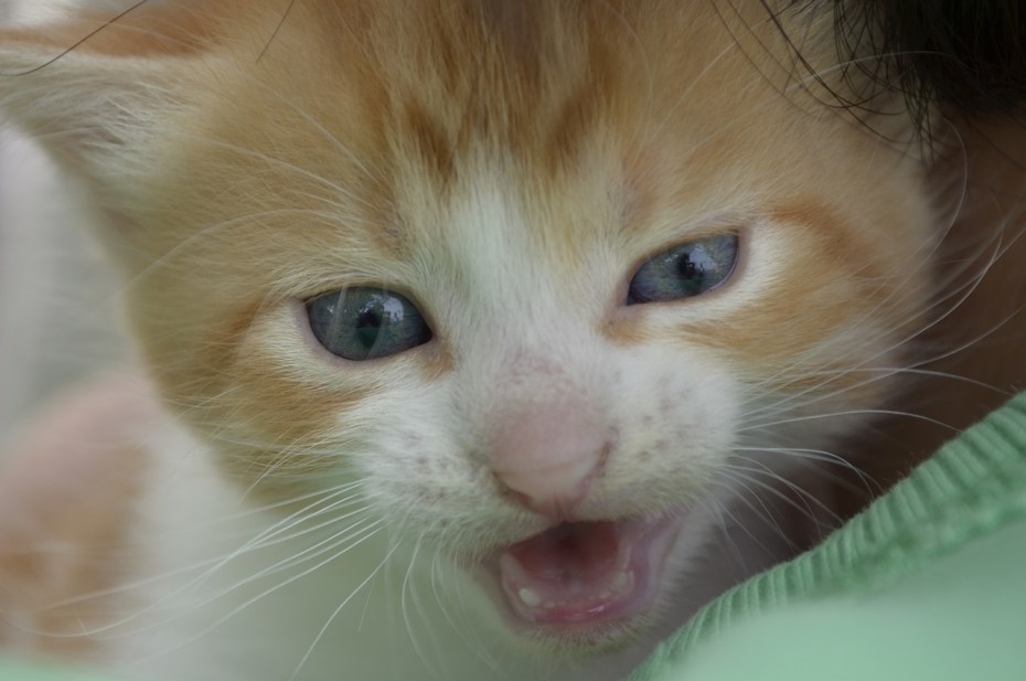 Нос кота