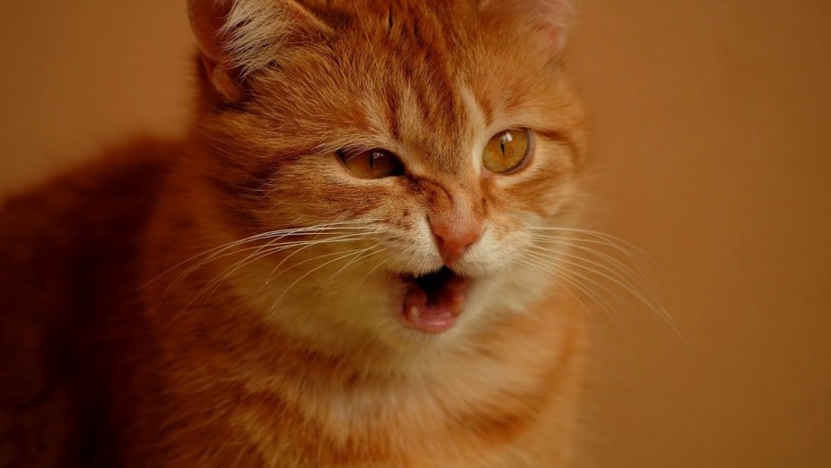 Фото Red Cat