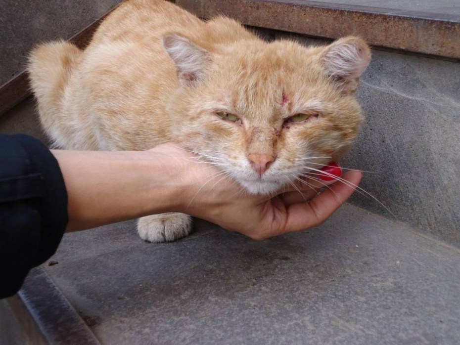 Hod Cat