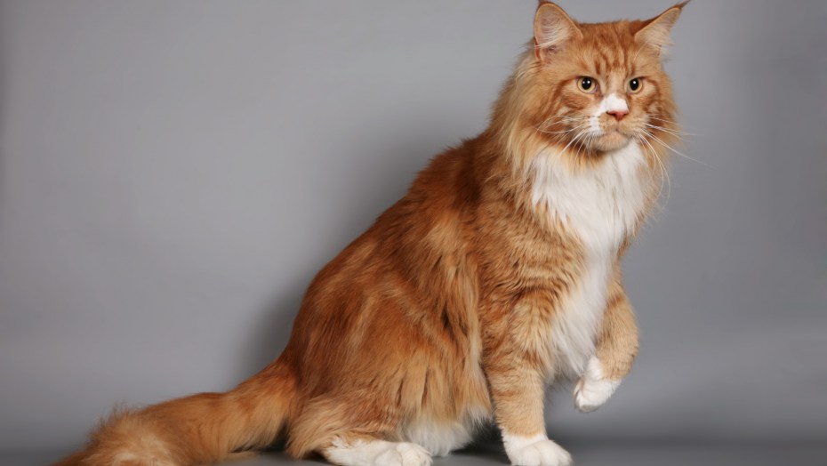 Мейн кун рыжий котенок