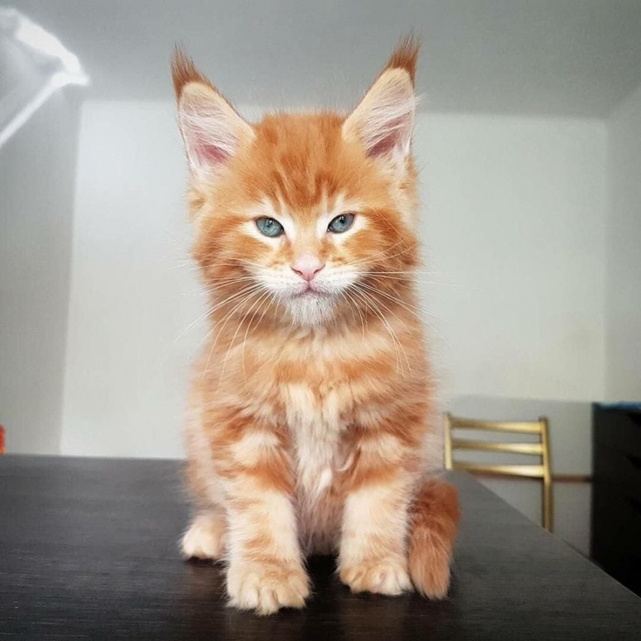 Рыжий кот Мейн кун