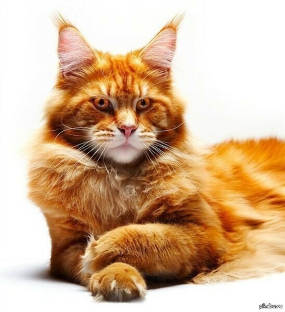 Кот Мейн кун