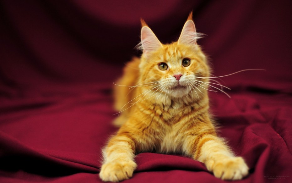 Коты Мейн кун