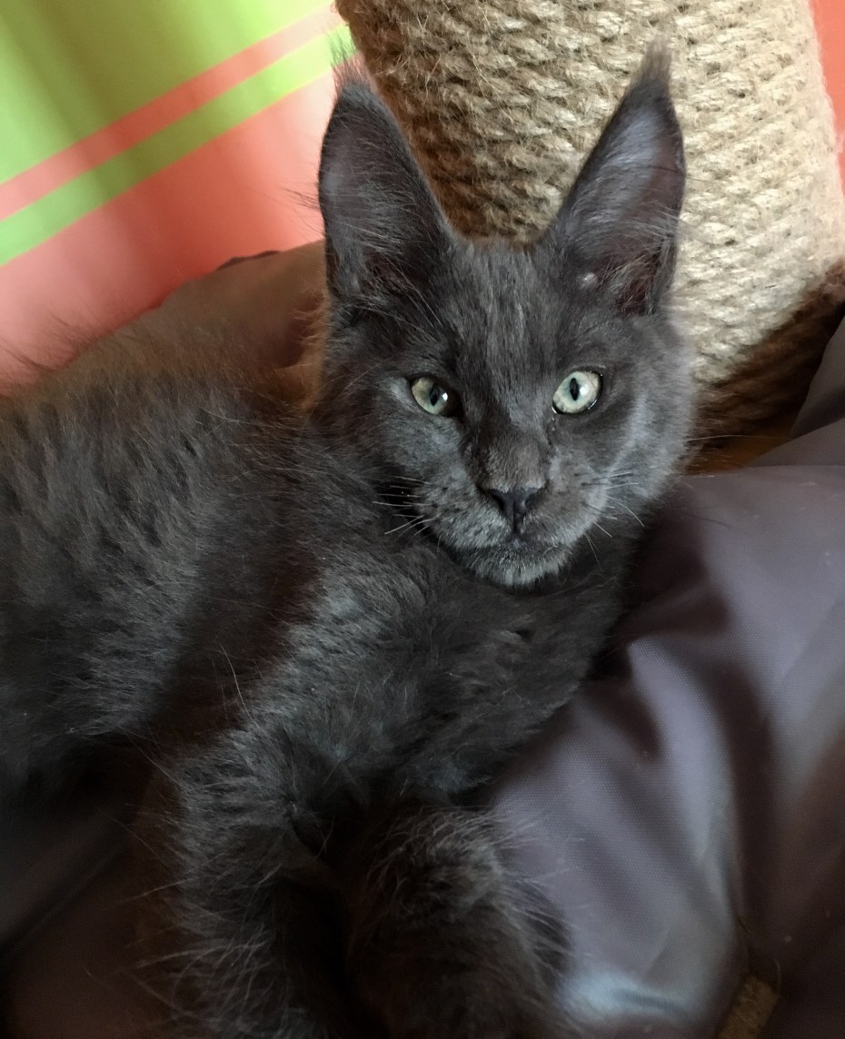 Кошка Мейн кун серая