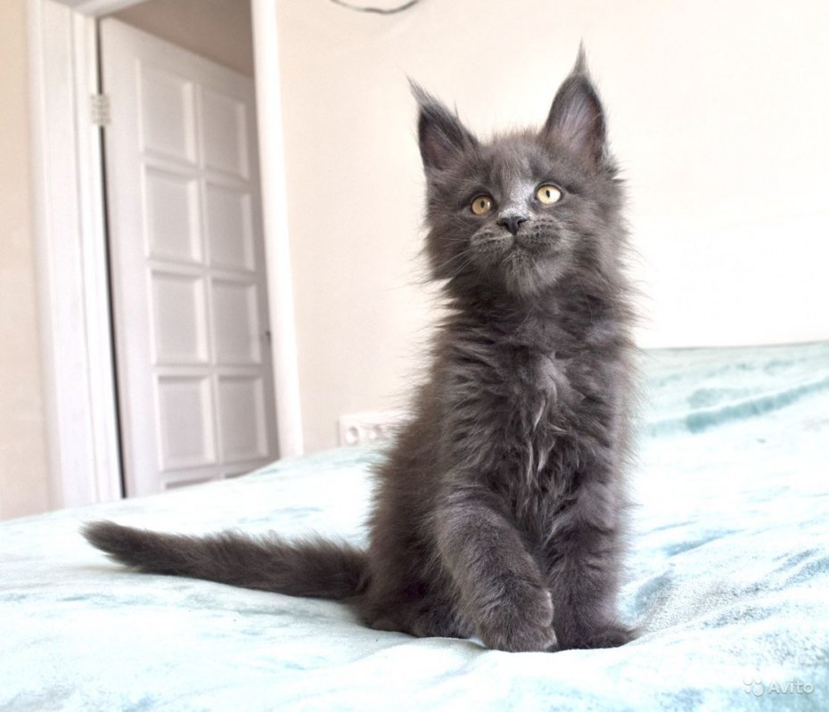 Котята Сибирские фото голубокремка