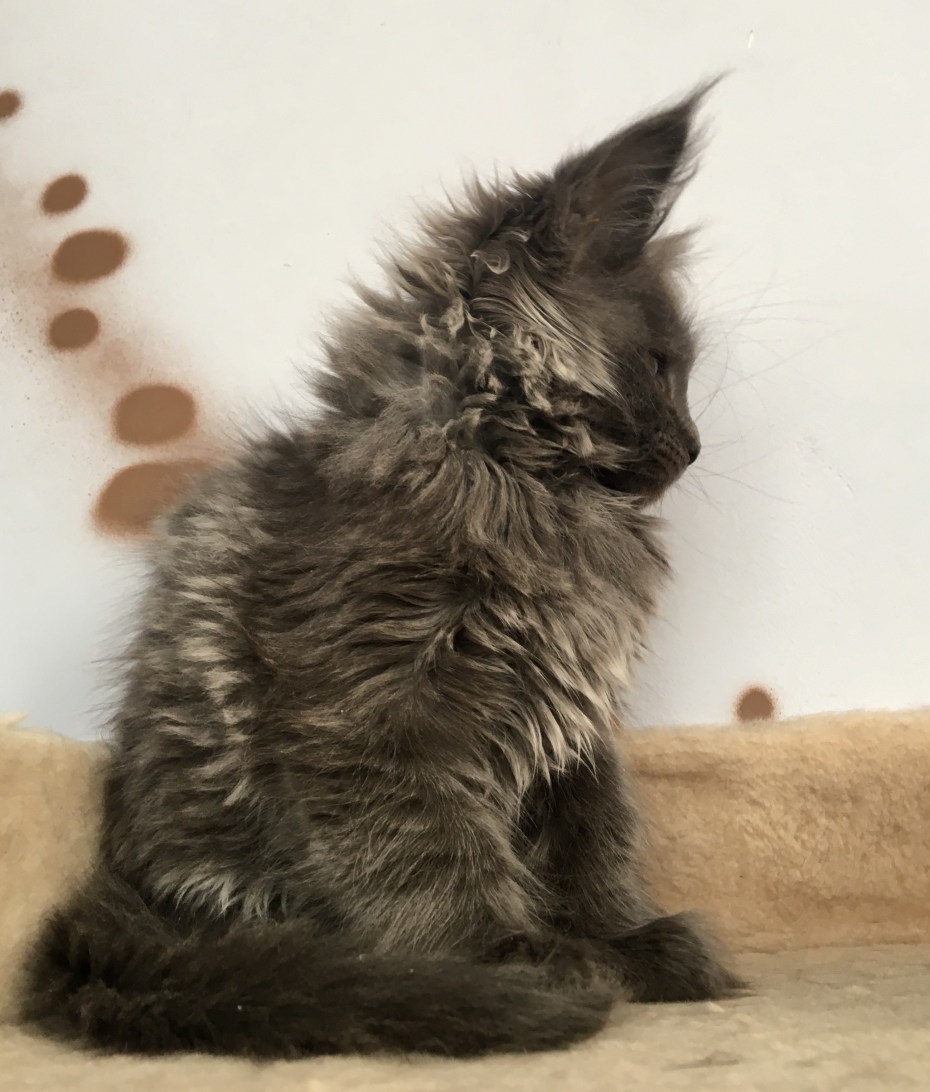 Мейн кун котенок дымчатый