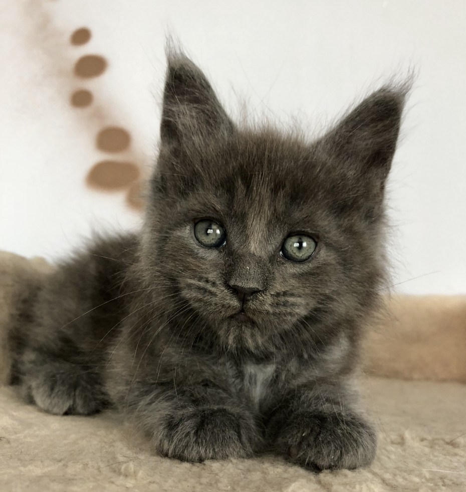 Солид котенок