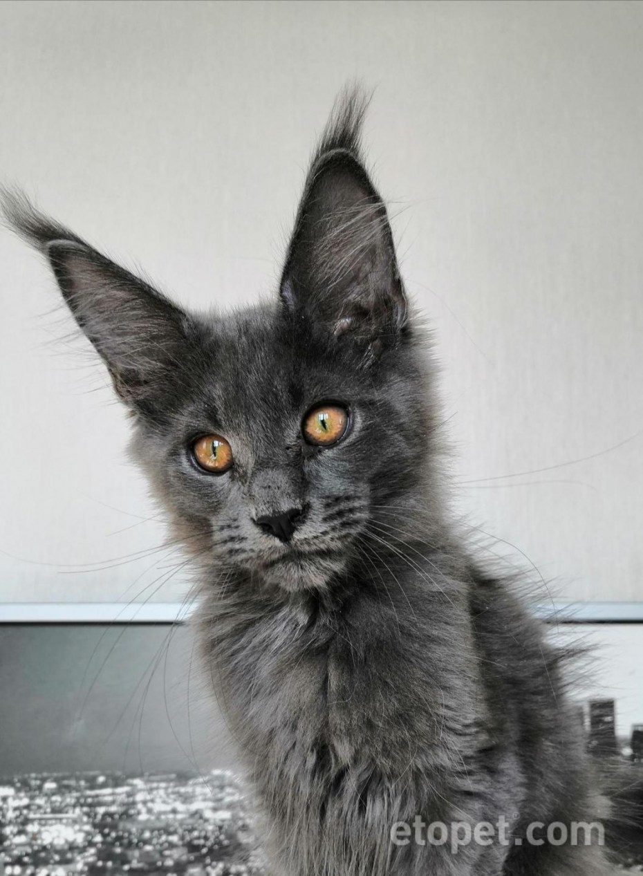 Кот Мейн кун голубой