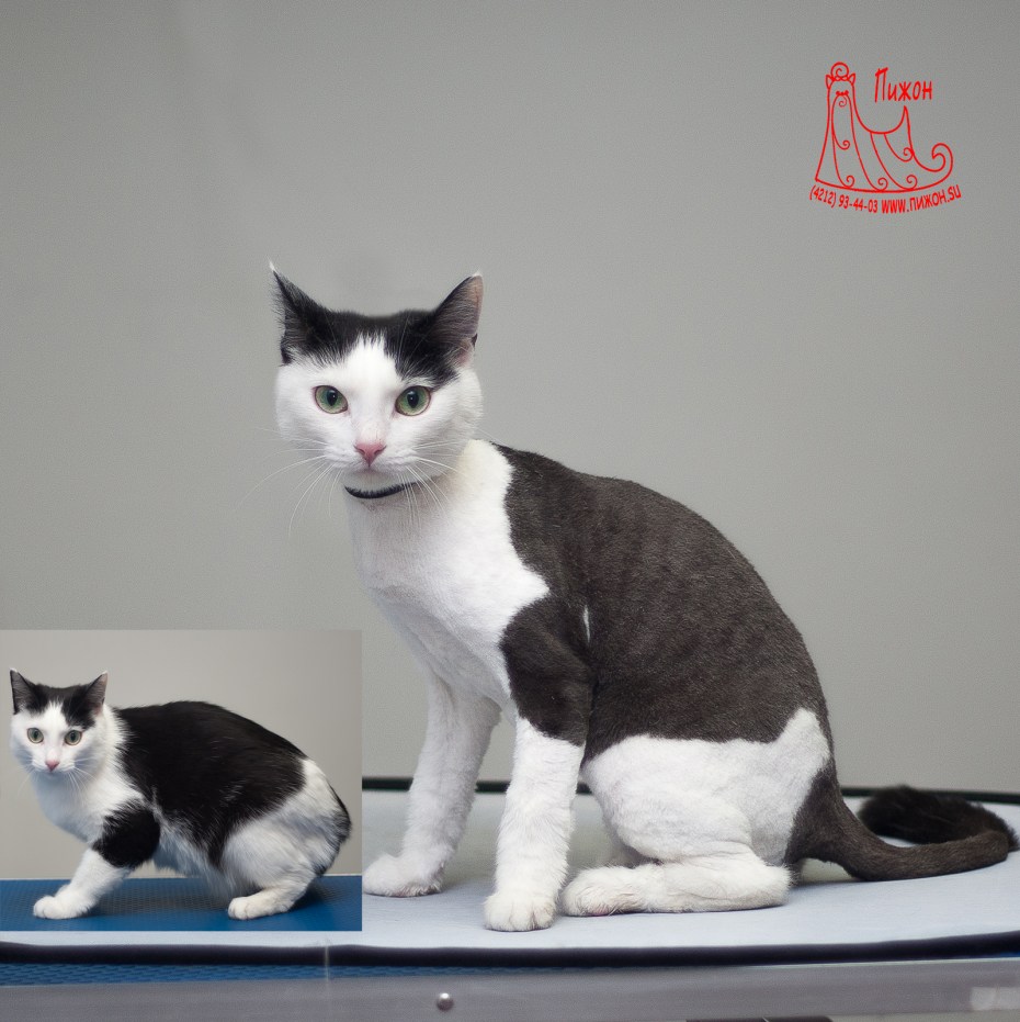 Стрижка короткошерстных котов