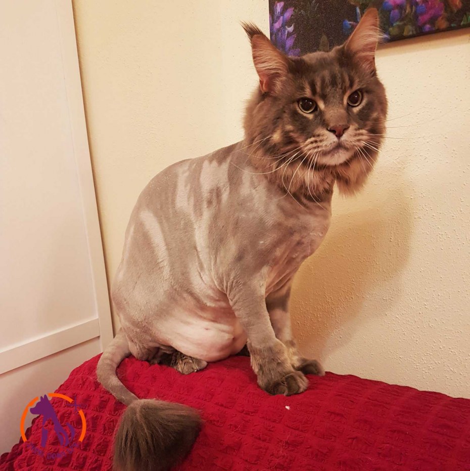 Стрижка кошек