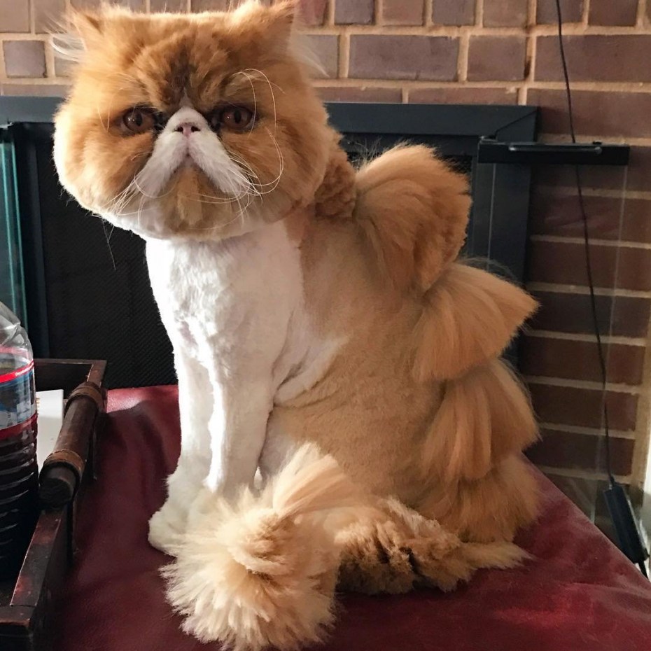 Стрижка котов