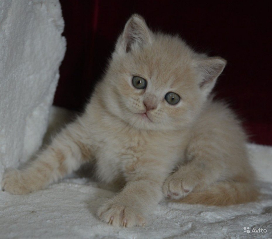 Кремовый британец котенок