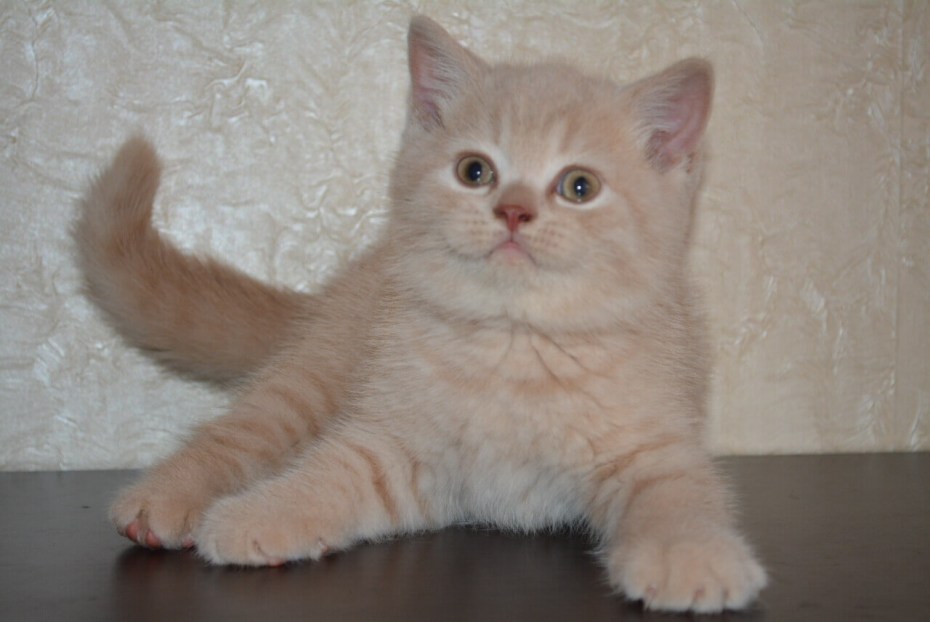 Персиковый британец котенок