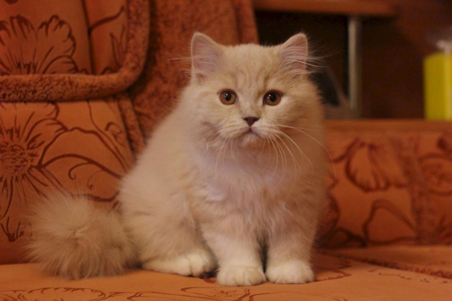 Табби кошка британец кремовый