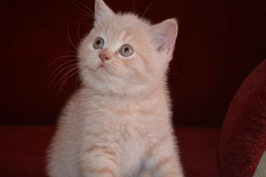 Котенок британский кремовый