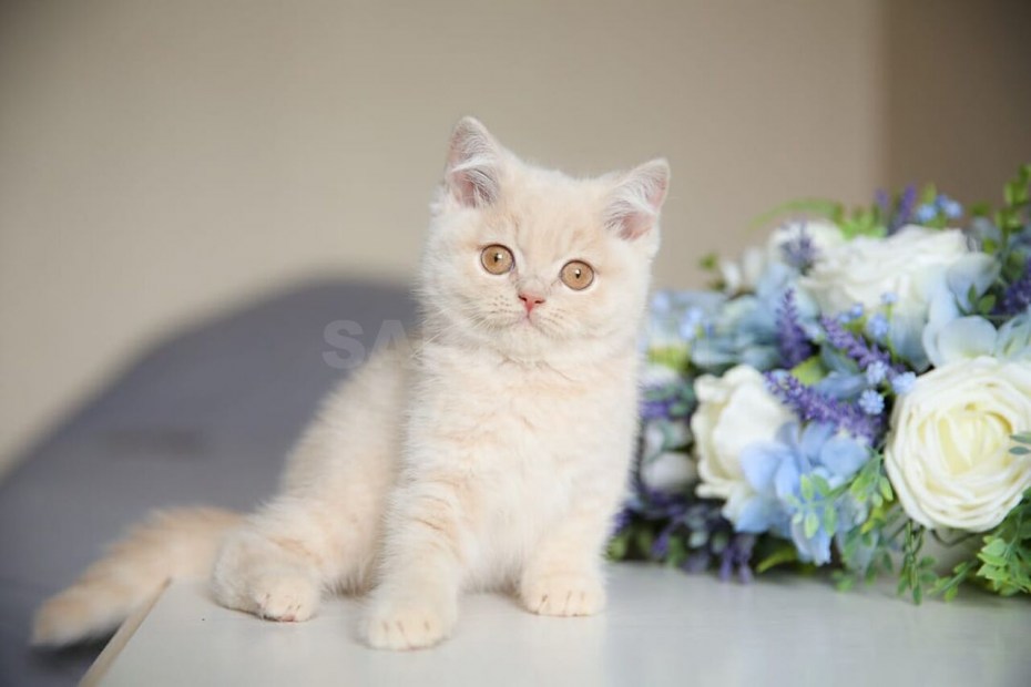 Британский кот персиковый
