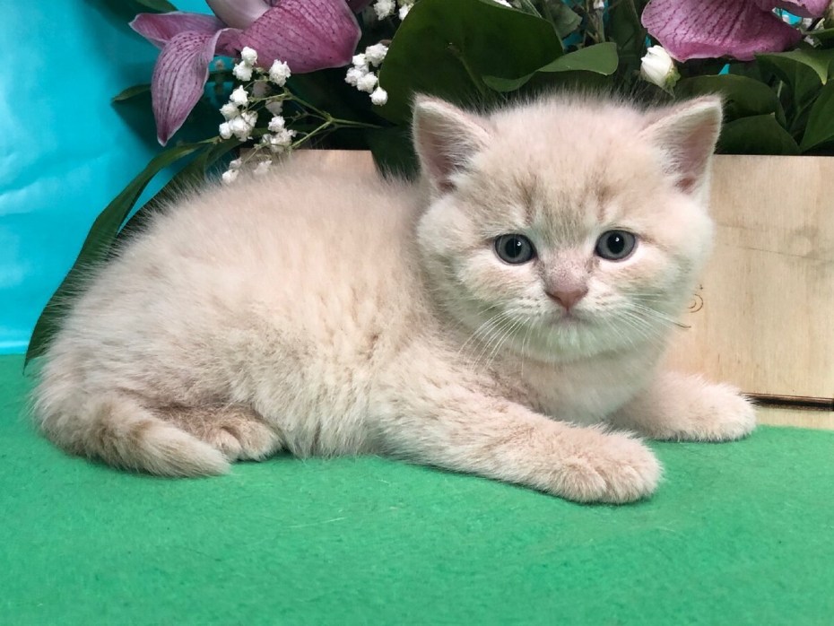 Персиковый британец котенок