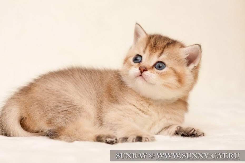 Британский абрикосовый котенок