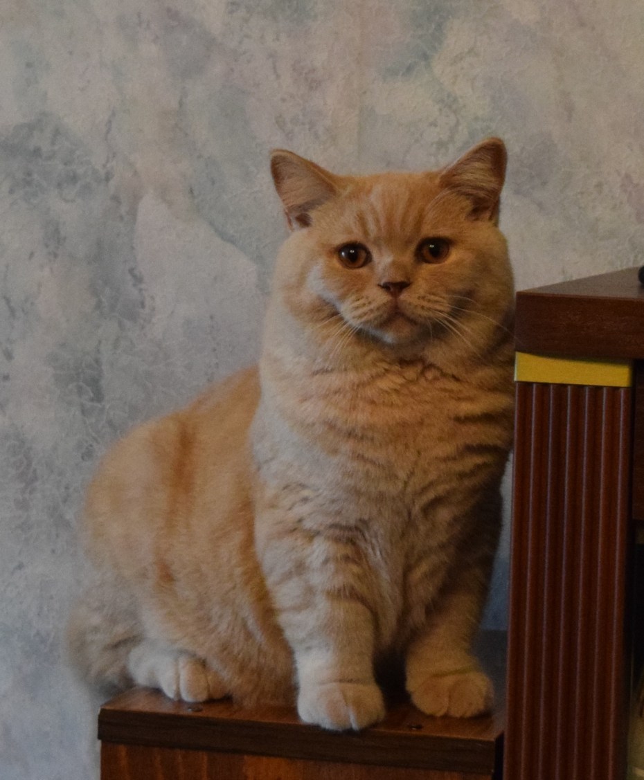 Британская кошка девочка