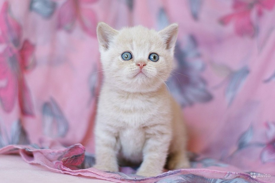Кот британский гладкошерстный палевый