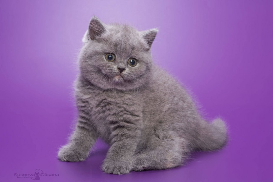 Кот кремовый британец m,,,