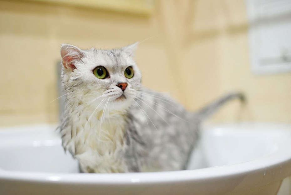 Кот купается