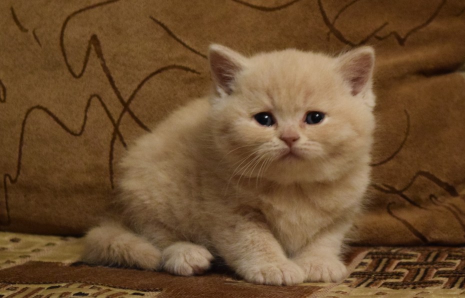 Шотландские прямоухие котята кремовые