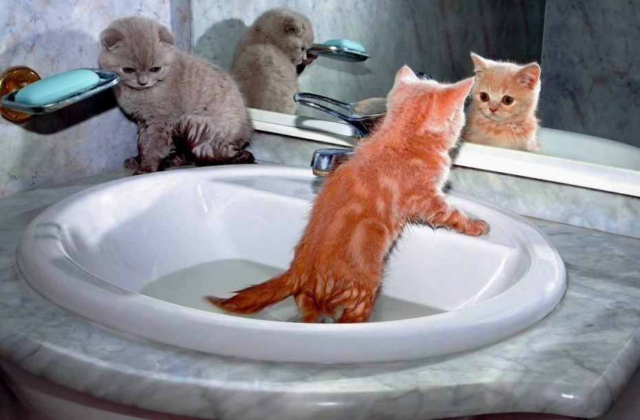 Котик в ванной