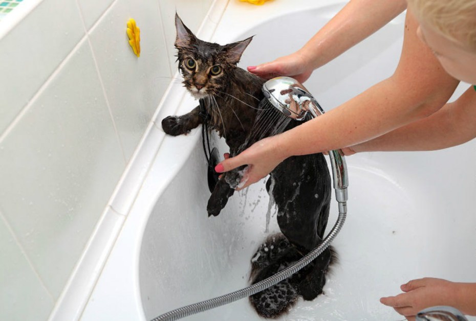 Купание кота