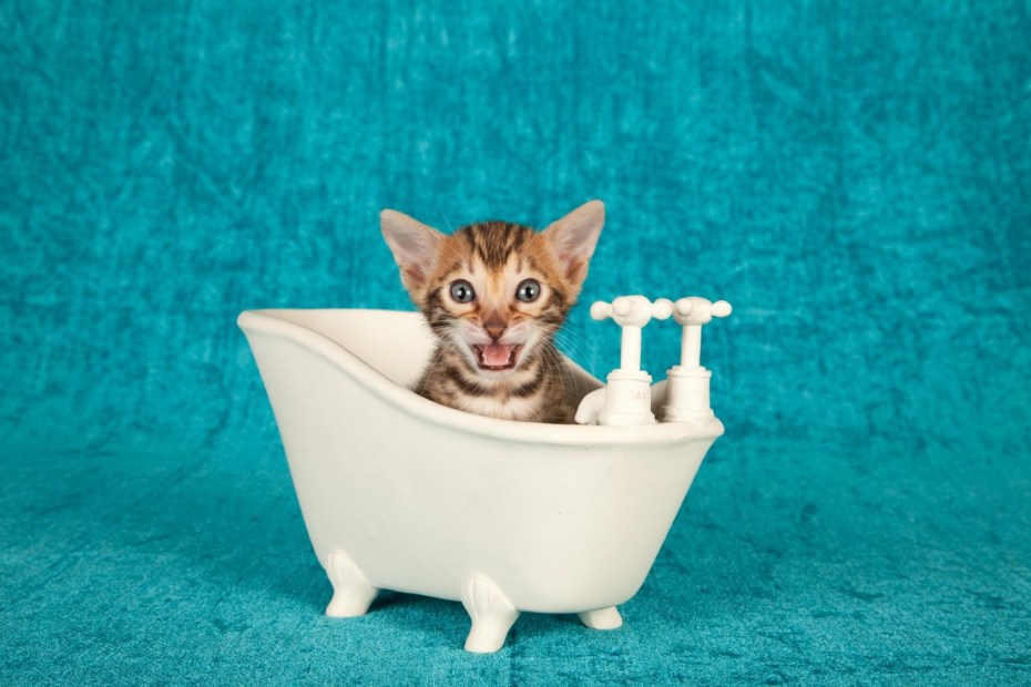 Котики купаются в ванне