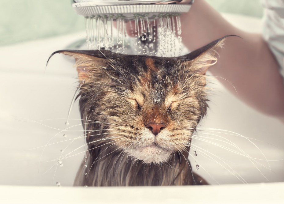 Мокрые коты