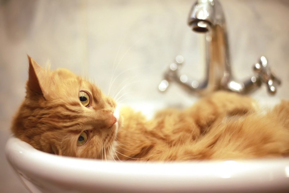 Котик моется
