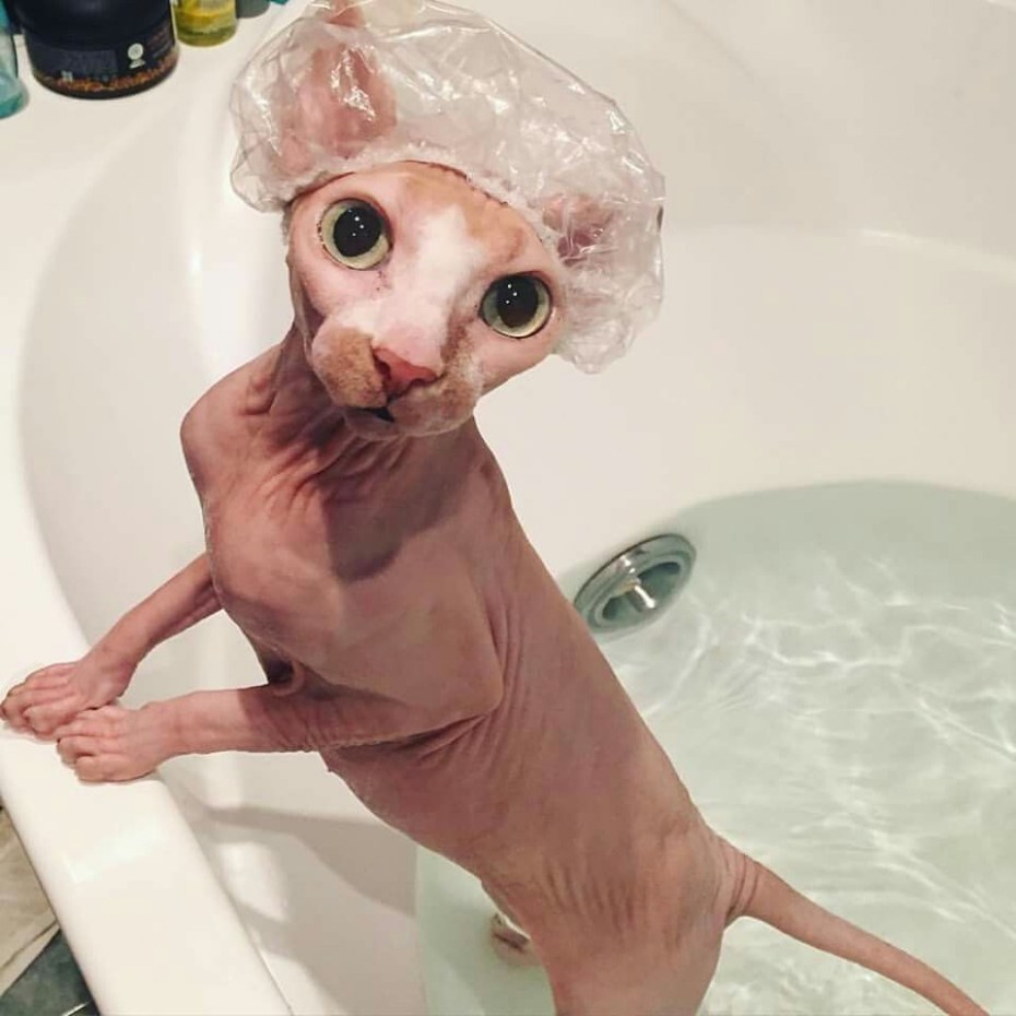 Кошка моется