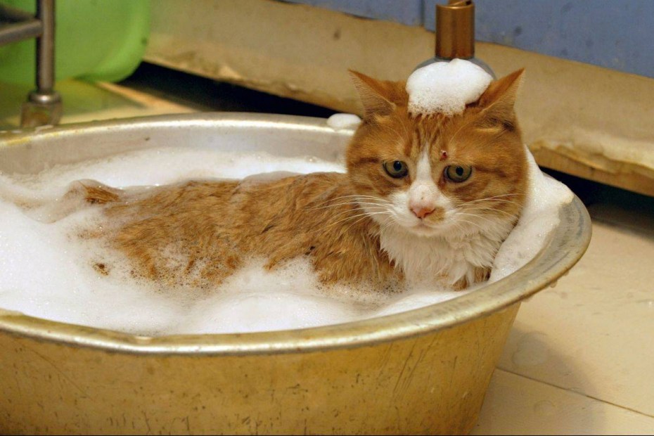 Кот в ванной