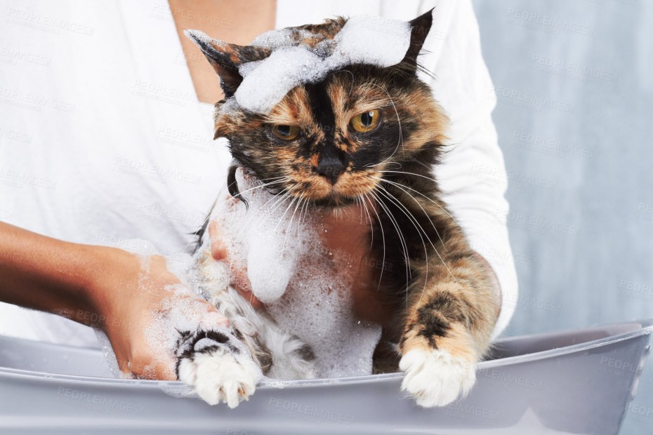 Купание кошки