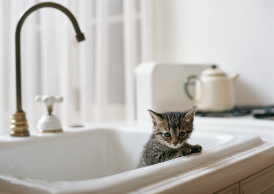 Котик в ванной