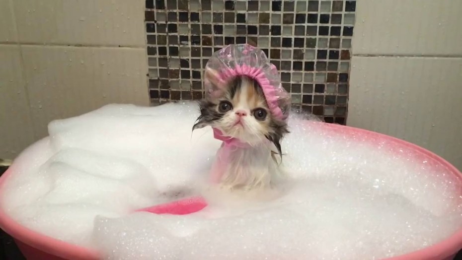 Котик в шапочке для душа
