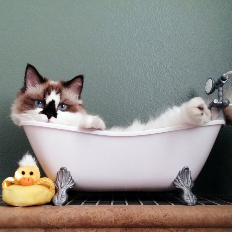 Котик в ванной