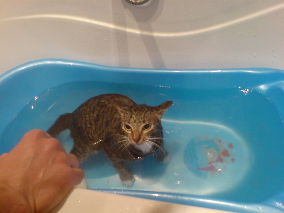 Котенок моется