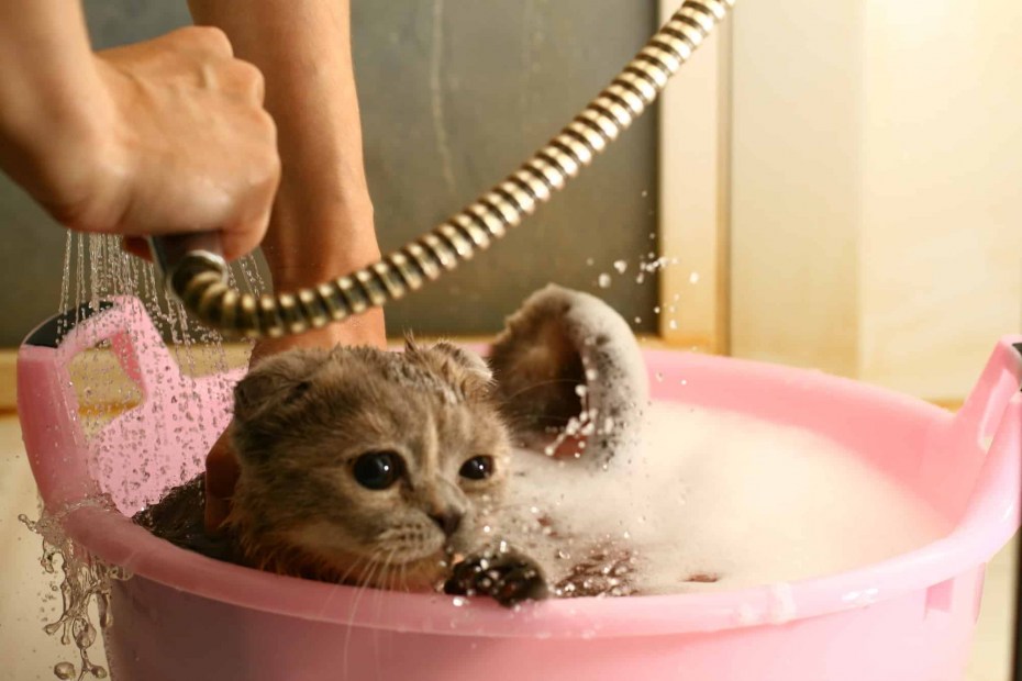 Котенок моется