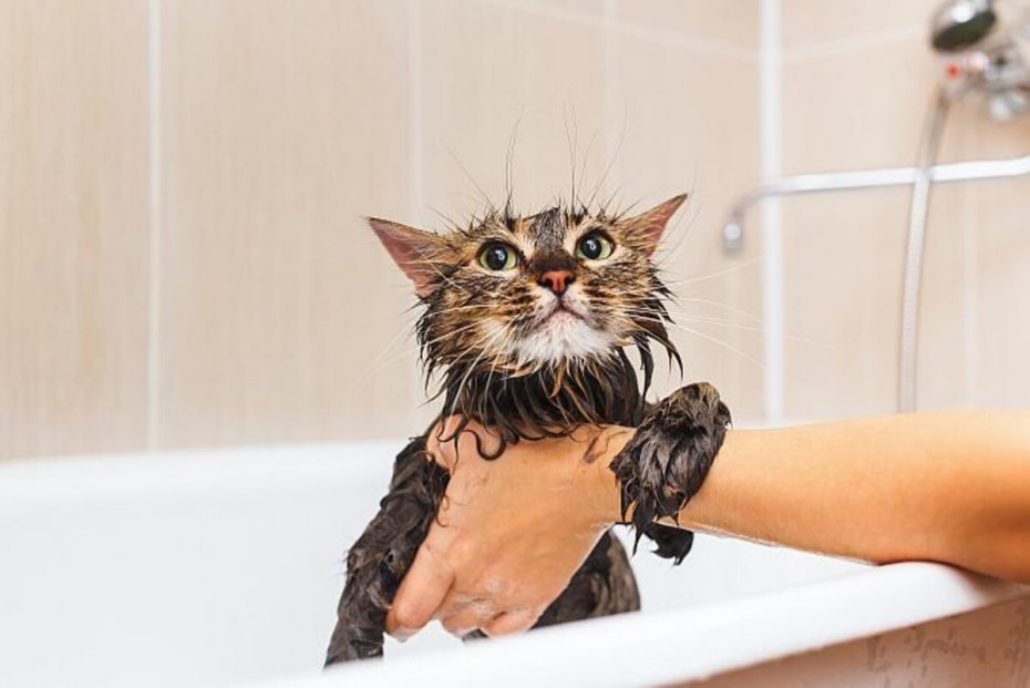 Худой мокрый кот