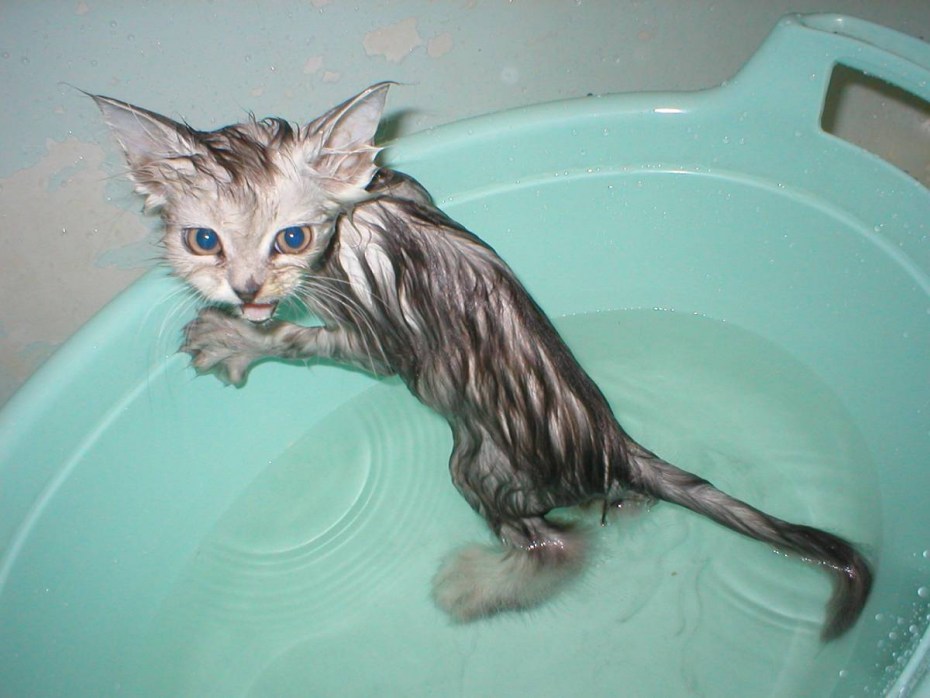 Мокрая кошка
