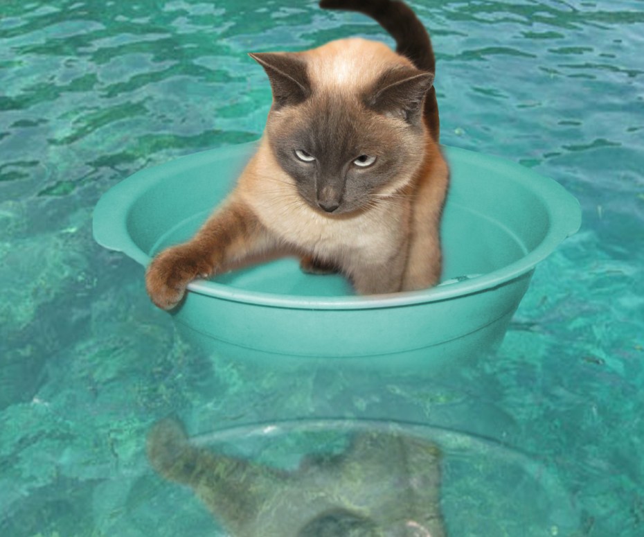 Кот в воде